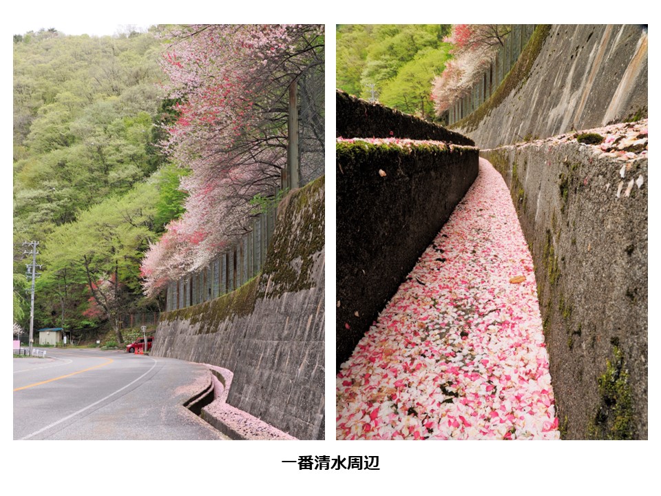 【４月26日更新】清内路地区の花桃の開花状況