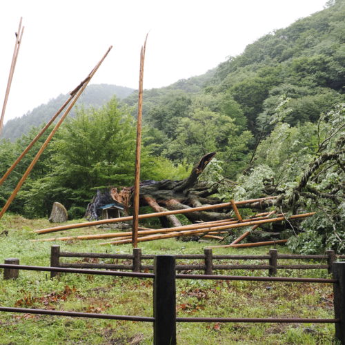 倒木直後のおおまき