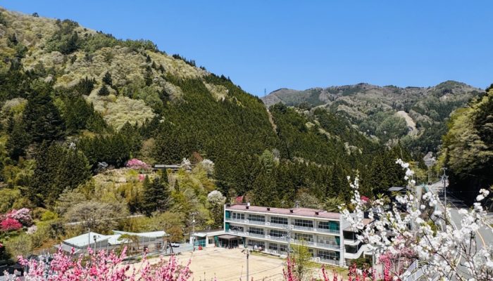 清内路小学校上の花桃開花状況