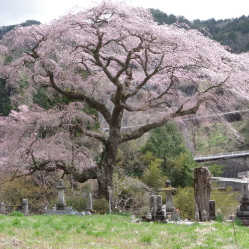4月16日の黒船桜