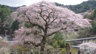 黒船桜アイキャッチ
