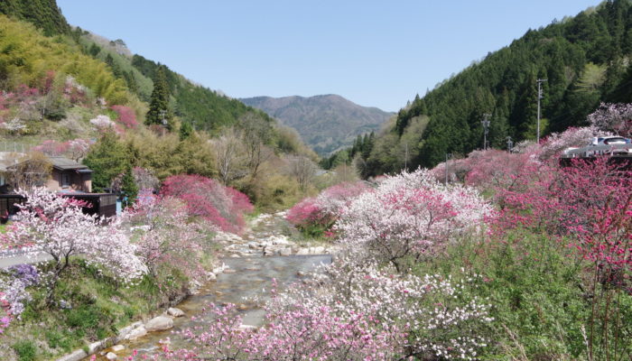 上清内路の花桃開花状況