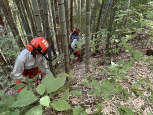 竹を選び、伐採する(下清内路)